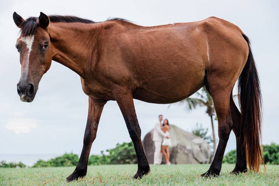 Couple and horse, Vieques