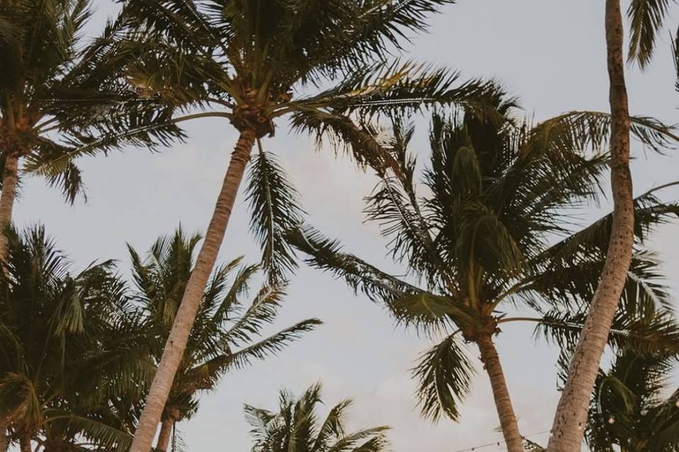 Ceremony on Palm Aisle