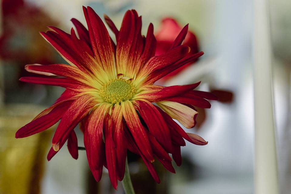 Amy Ledin Photography