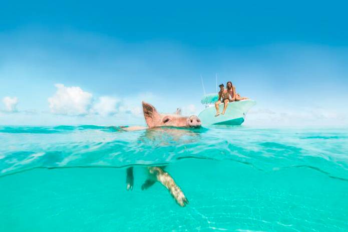 Swimming with Pigs-Bahamas