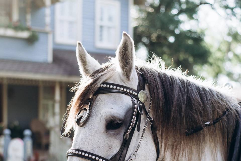 Bride in Horse Drawn Carriage