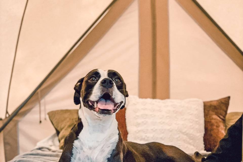 Dogs in tent