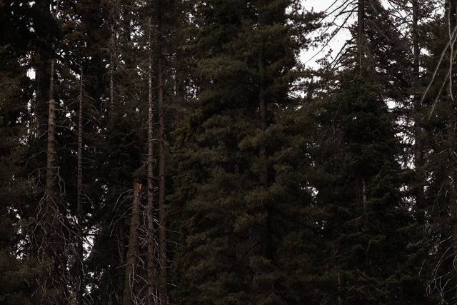 The Sequoias are so magical!