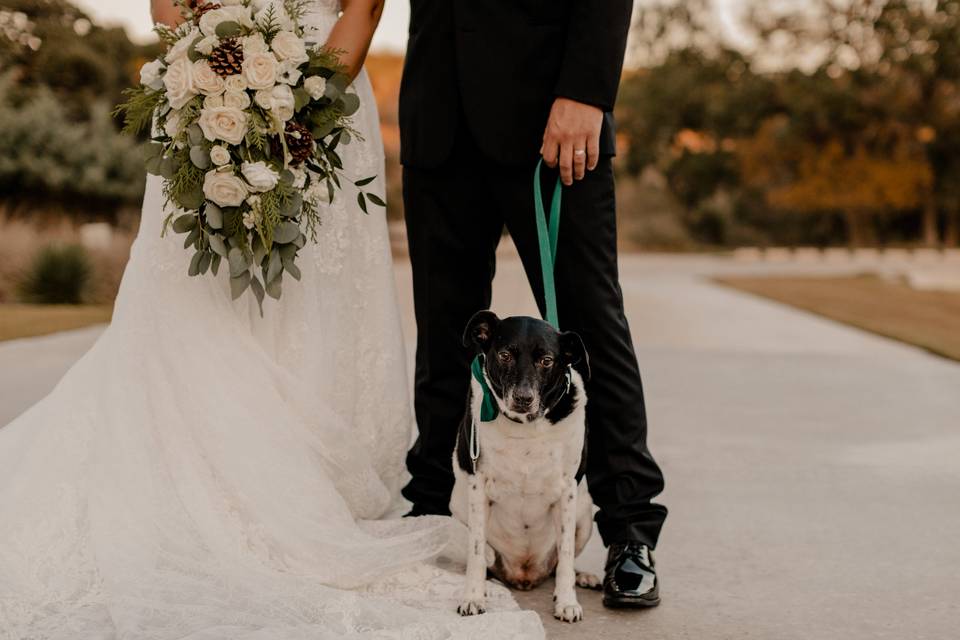 Dog ring bearer