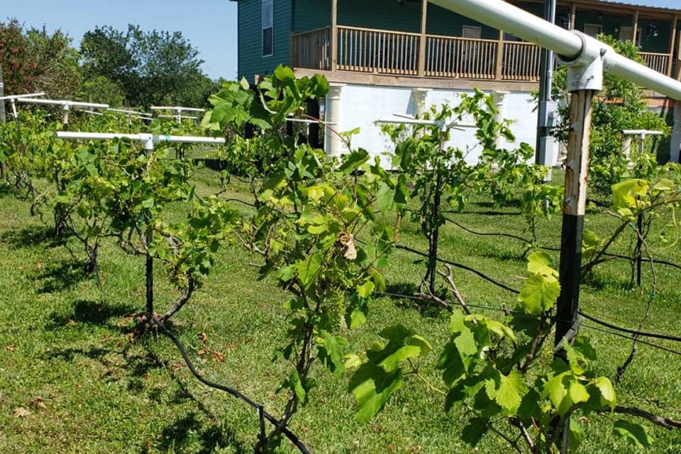 Our small vineyard
