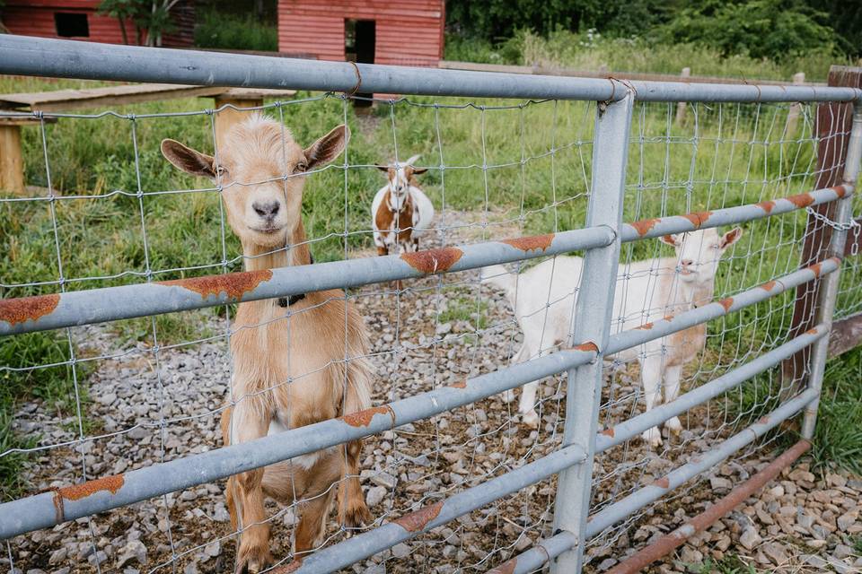 Goats!