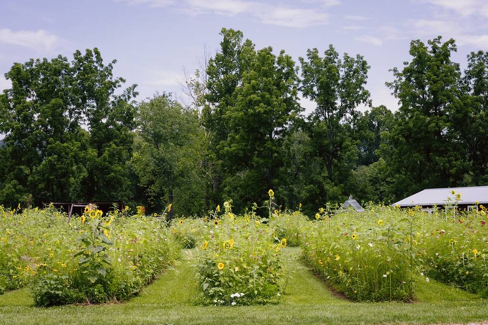 Summer Flower Garden