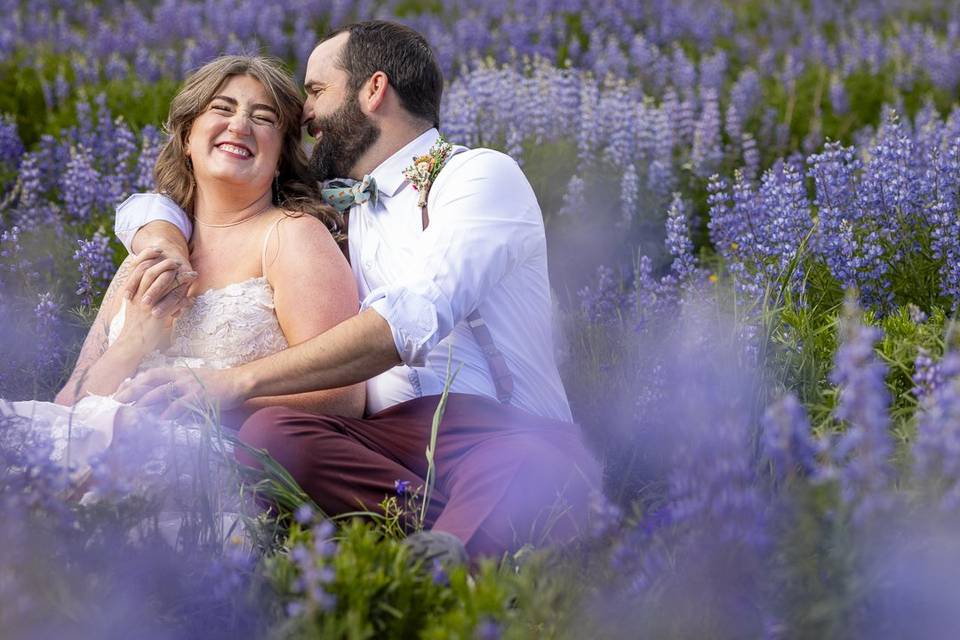 Lupine wildflower fields