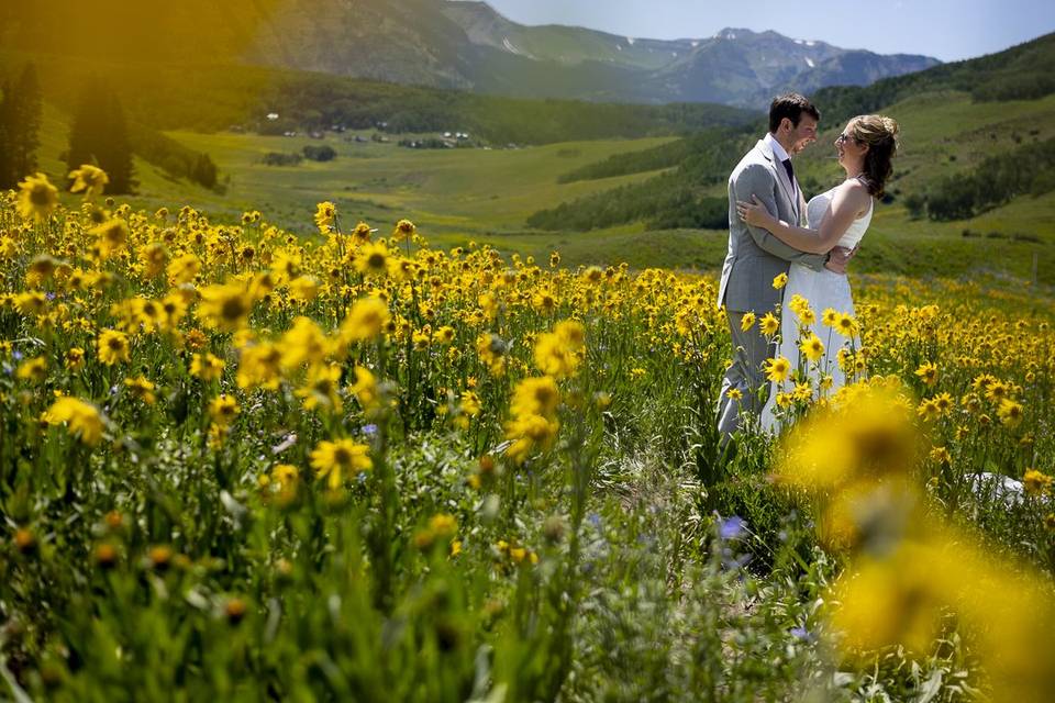 Sunflower fields in CB