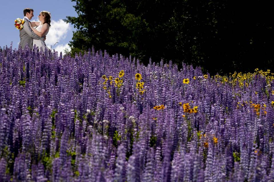 Lupine and sunflower fields