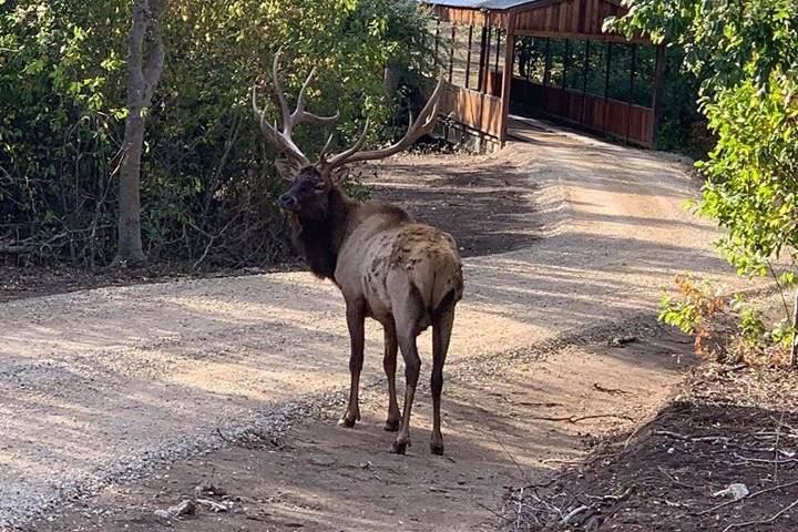 One of the resident elk