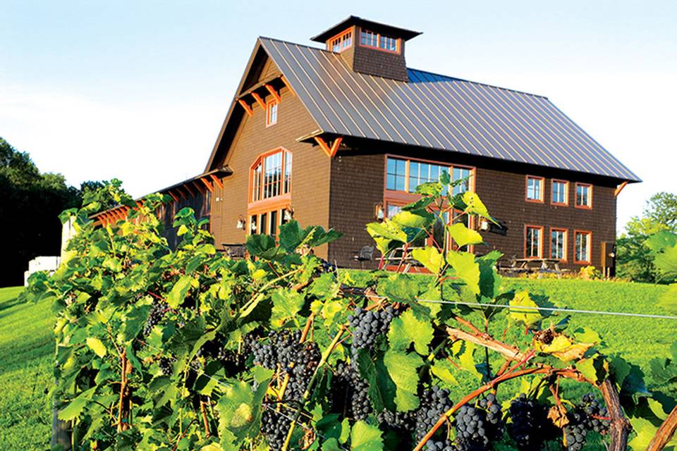Shelburne Vineyard