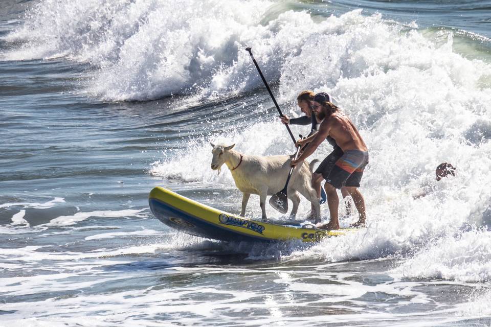 Surfing with a goat