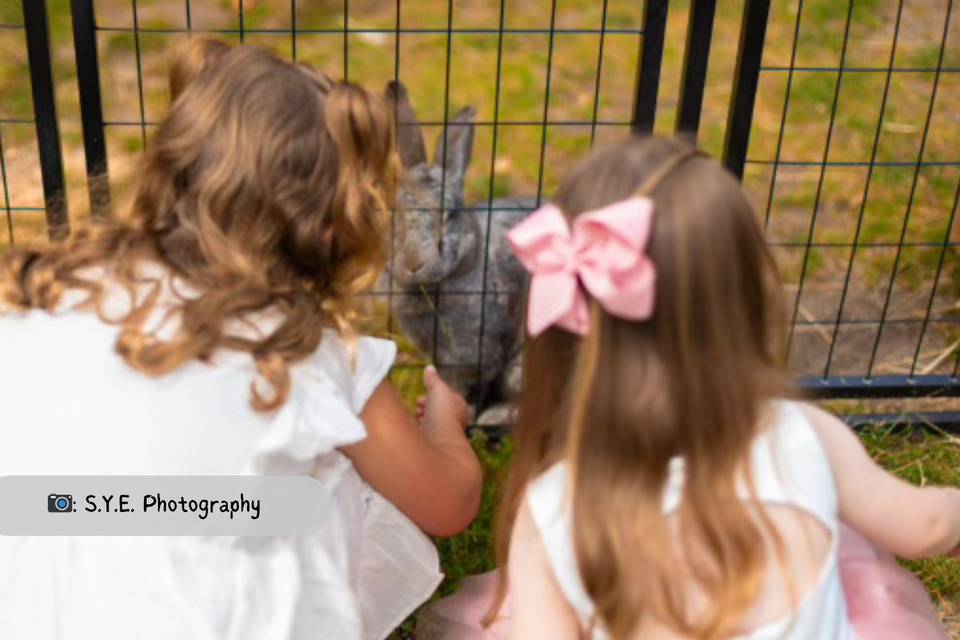 Animal Love