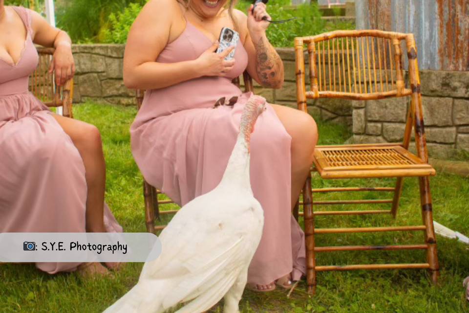 Turkey Photobomb!