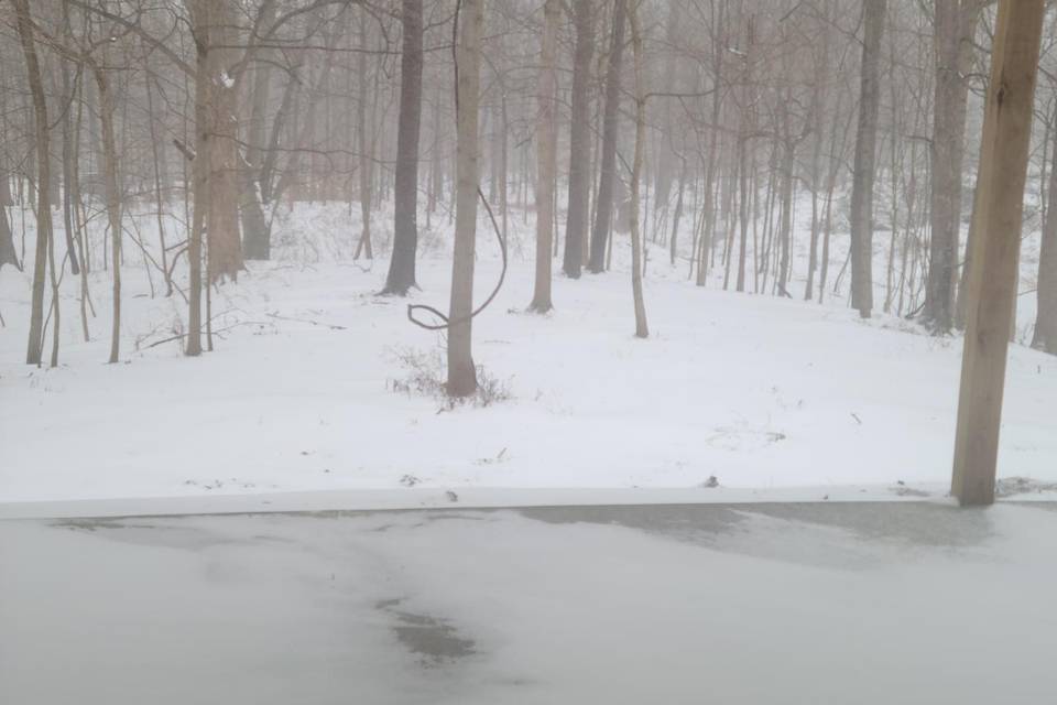 Woods behind barn