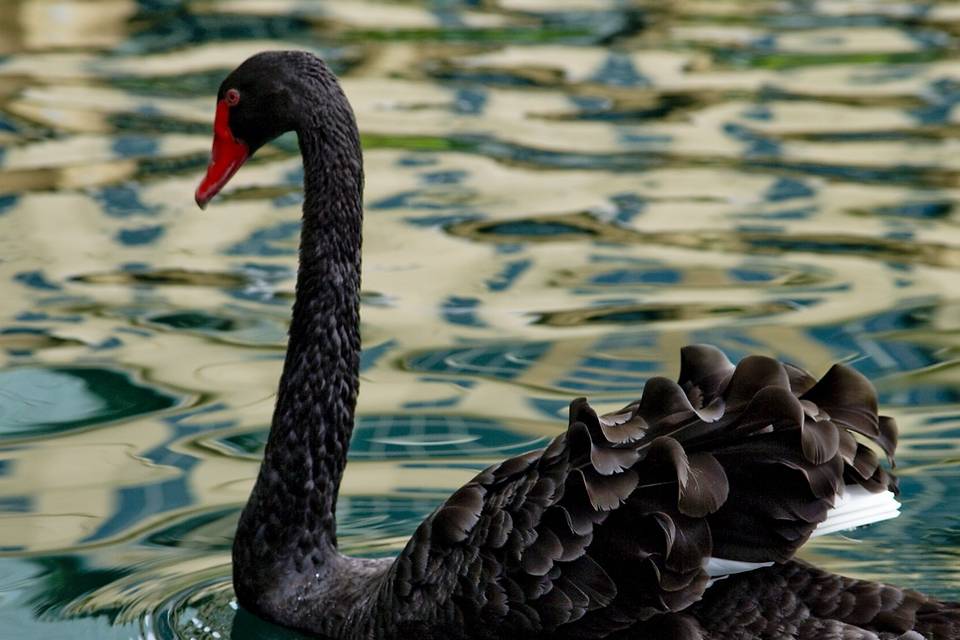 Black Swan Reserve