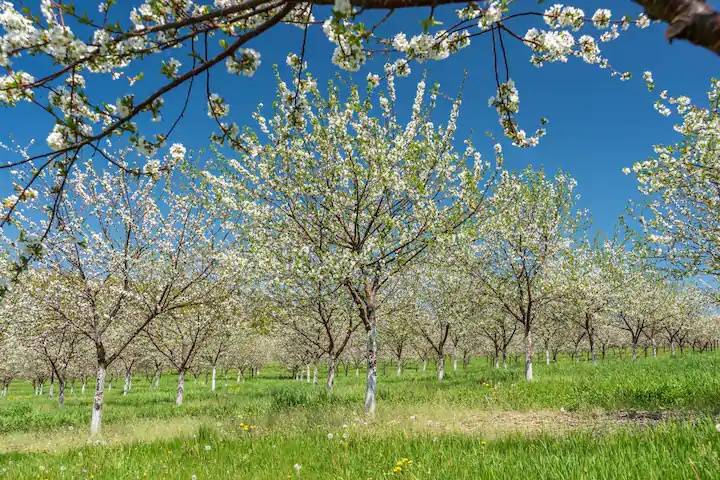 The Swedish Orchard Farm