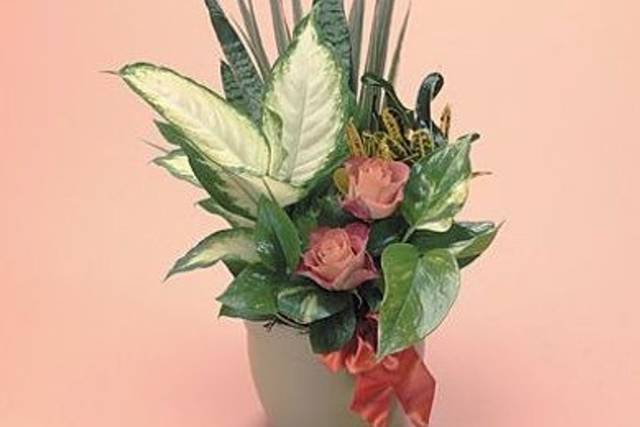 Cool Florist and Gifts
