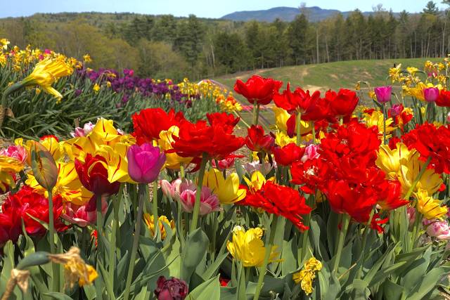 Tulips in the spring
