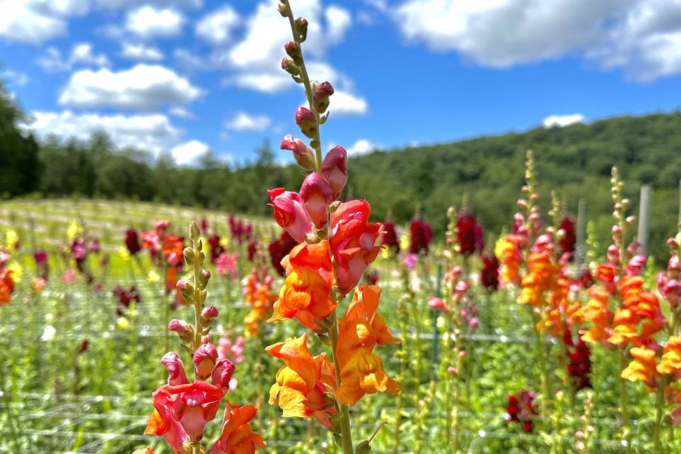 Summer flower fun