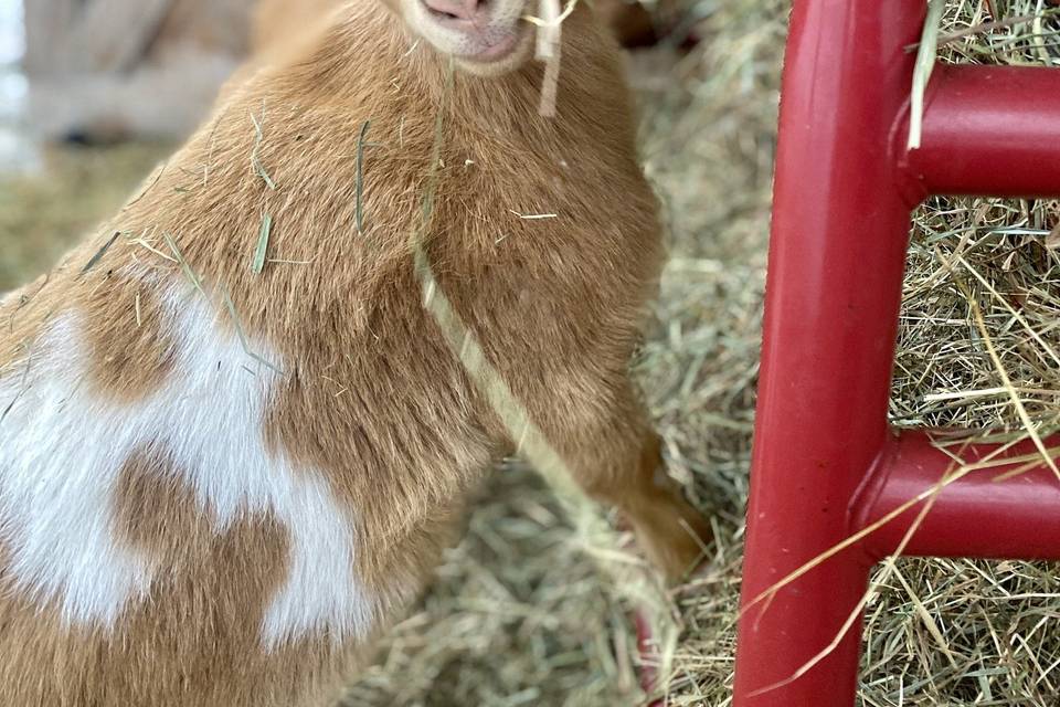 Our adorable goats