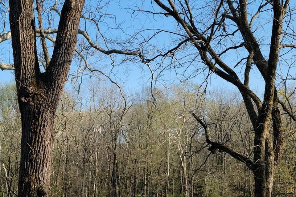 The Meadow at Walnut Creek