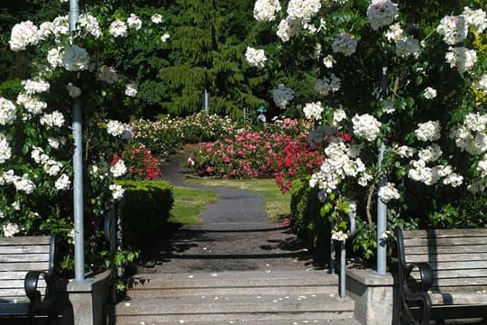 Rose garden wedding