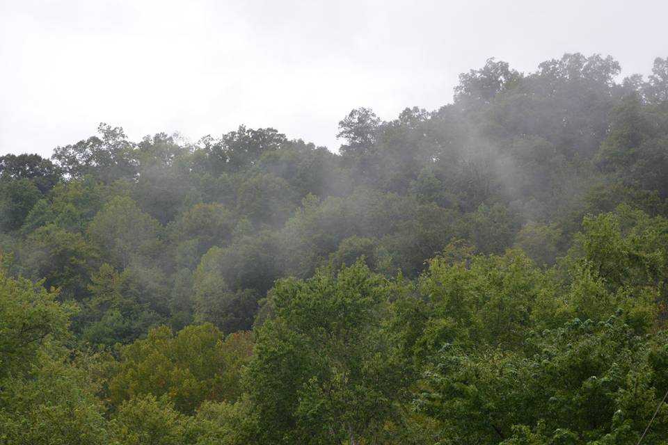 Lush greenery