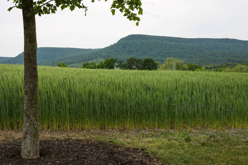 HAWK MOUNTAIN