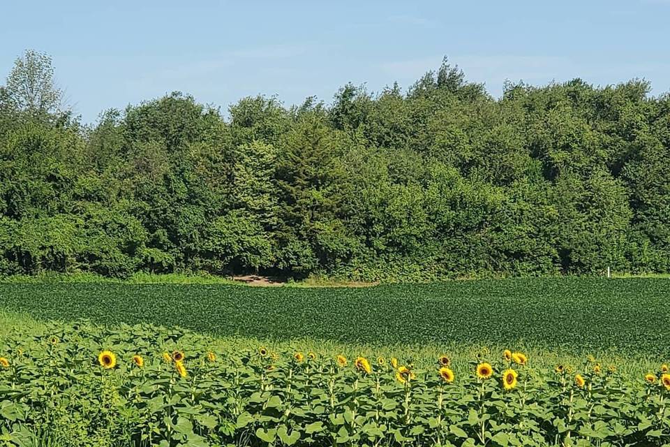 Our seasonal sunflower field!