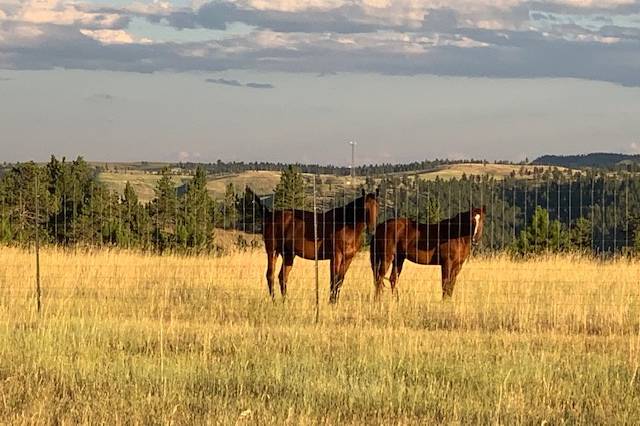 Horses on the Horizon