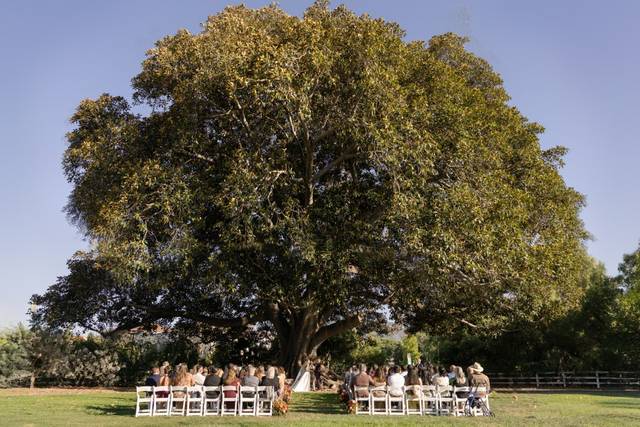 Outdoor ceremony- Fig Tree