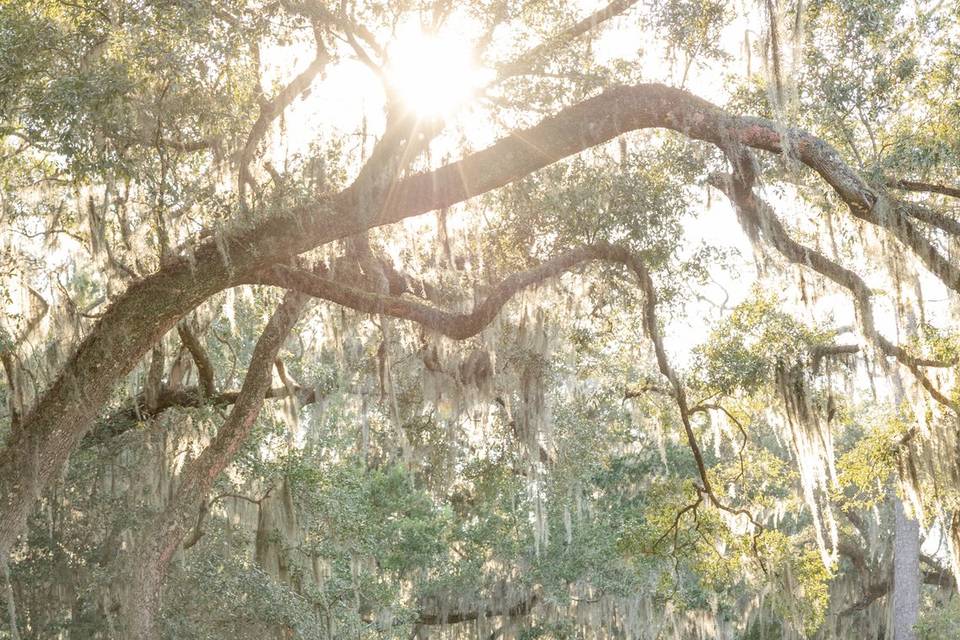 Among the Oaks