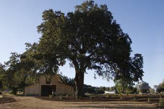 Serene Ranch - Barn & Farm Weddings - Placerville, CA - WeddingWire