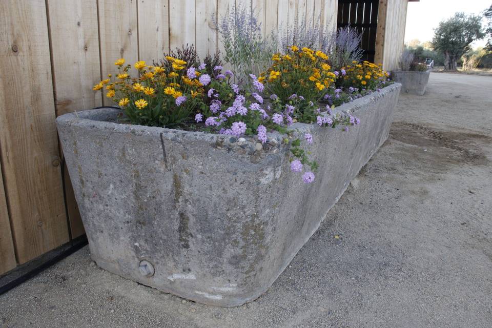 Concrete Planter