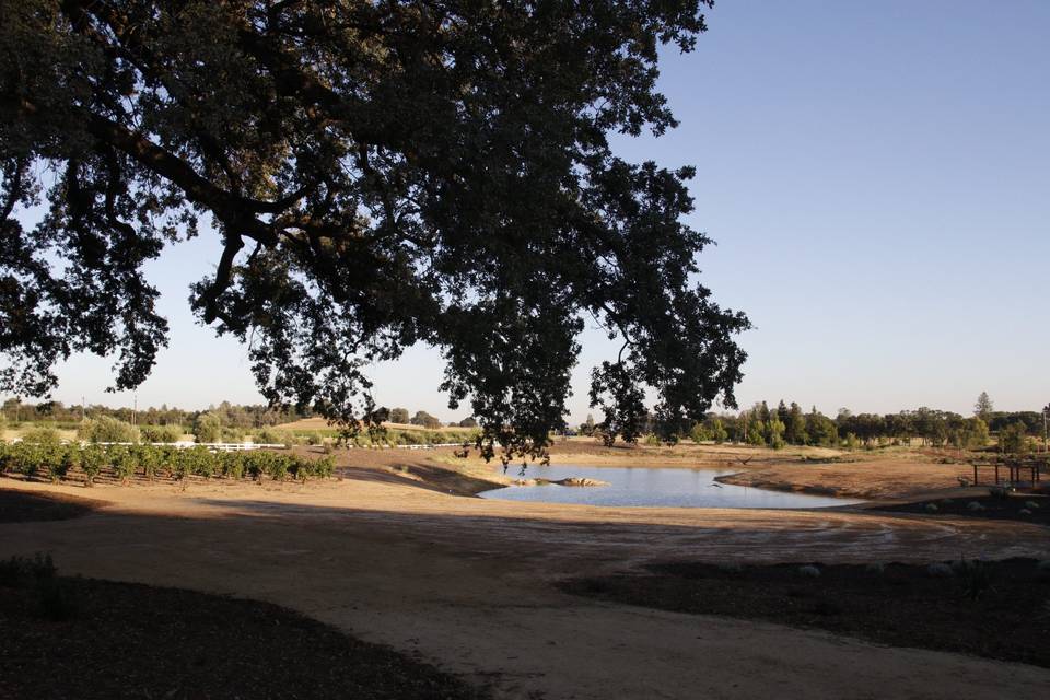 Pond From Ceremony Area