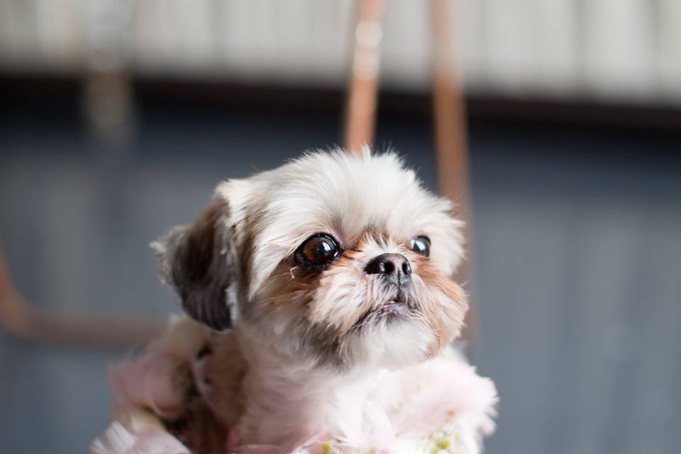 lovely dog collar with feather and roses