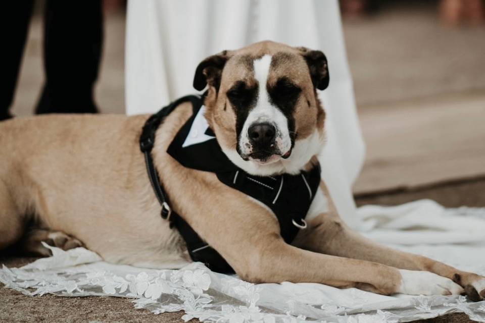 Arlo - Bridal Party Sweetheart