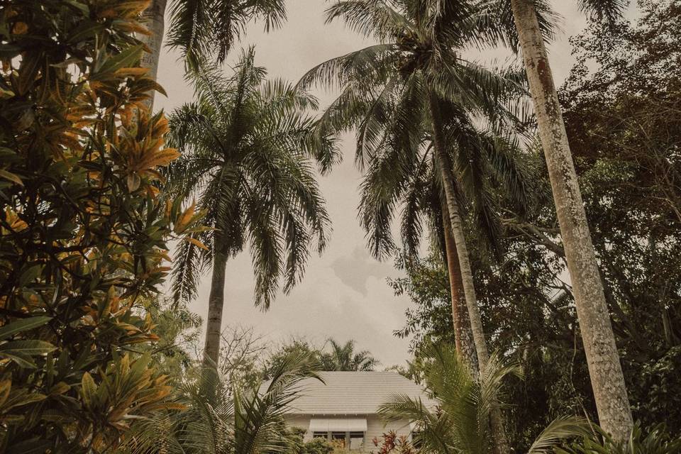 Grand Palm Tree Driveway
