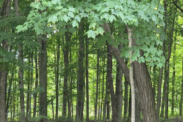 Wooded Space for photos