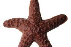 Our large chocolate starfish