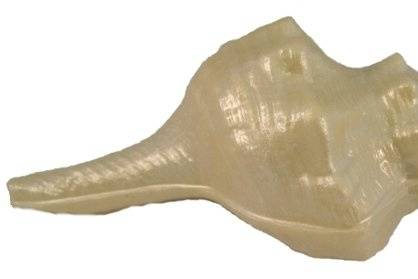 Lifesize chocolate conch shell