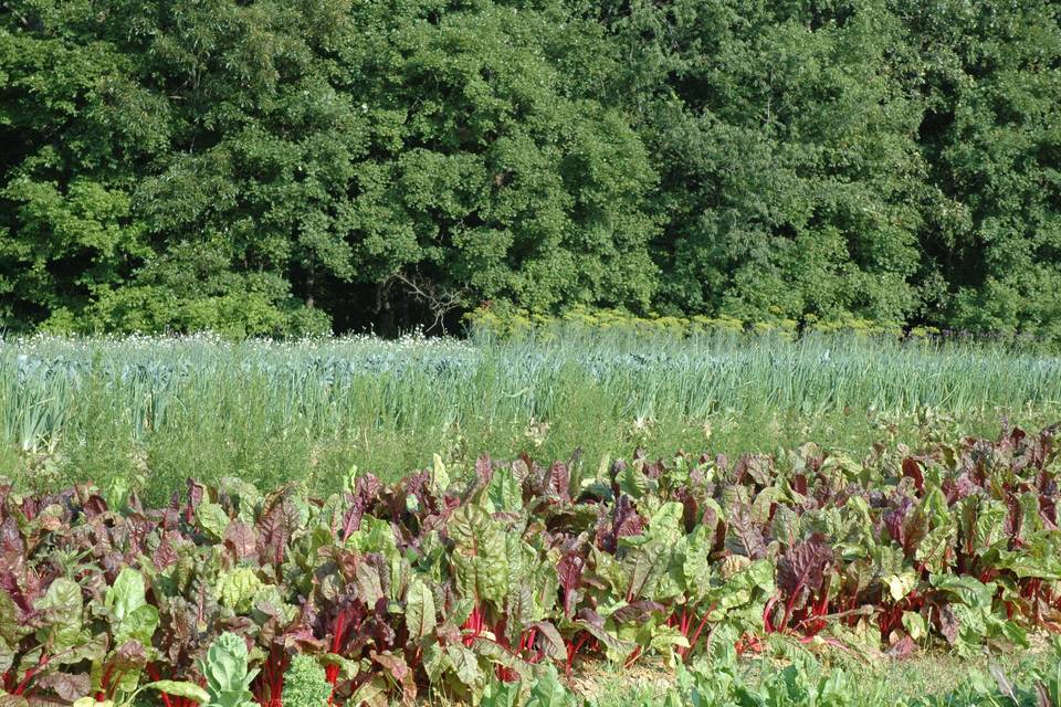 Turnbull Creek Organic Farm