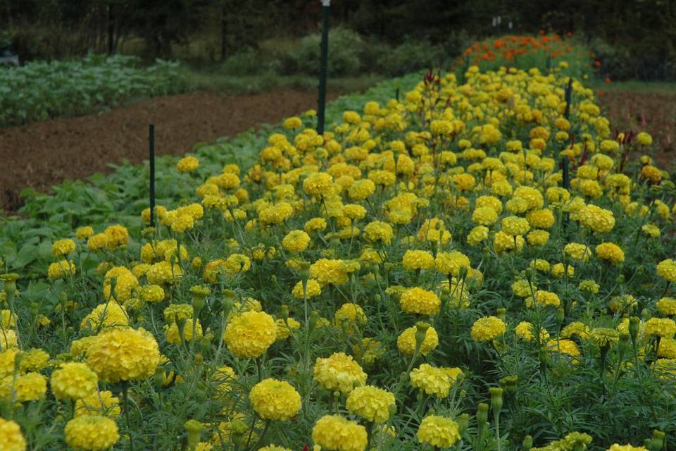 Turnbull Creek Organic Farm