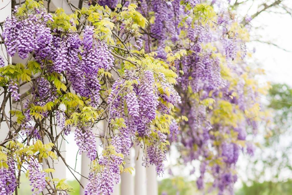 Trellis Wisteria