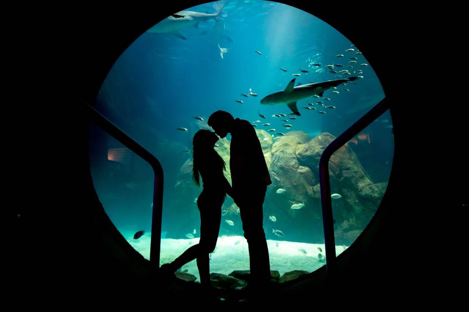 Aquarium Engagements