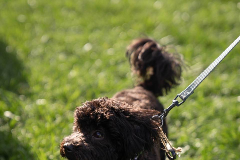 Puppy ringbearer