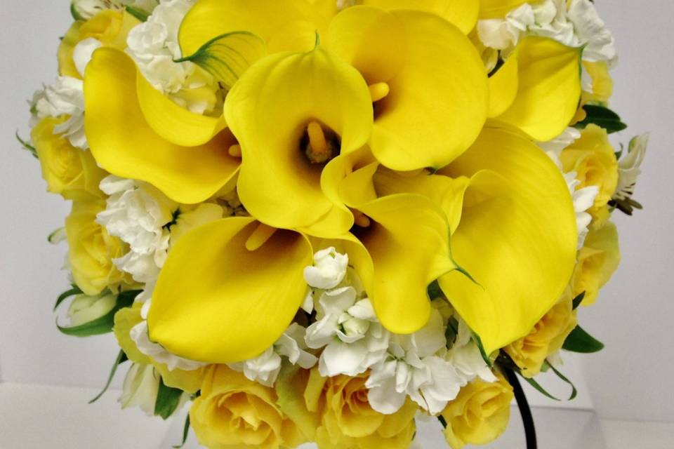 Yellow calla lilies