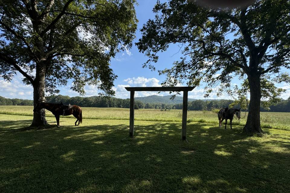 Bride wanted horses